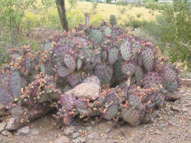 618x457 pixels (264K)